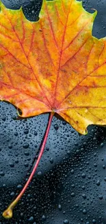 Vibrant orange autumn leaf on dewy black background, perfect for mobile wallpaper.