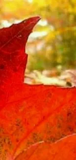 Close-up of a vivid red-orange autumn leaf on a blurred nature background.