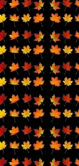 Colorful autumn leaves on a black wallpaper background.