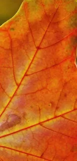 Close-up of a vibrant orange autumn leaf with visible veins.