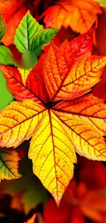 Colorful autumn leaves on vibrant rainbow background.