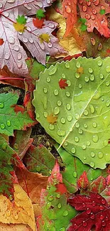 Vibrant autumn leaves with raindrops on a green and colorful background.