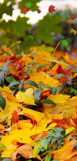 A vibrant autumn leaf wallpaper with bright yellow and orange leaves over green foliage.