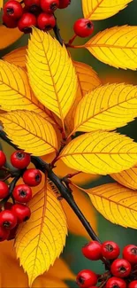 Bright yellow leaves and red berries in autumn theme wallpaper.