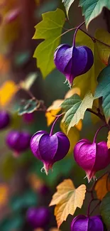 Purple autumn flowers and leaves on a mobile wallpaper.
