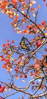 Autumn leaves and blue sky create a vibrant and colorful nature wallpaper.