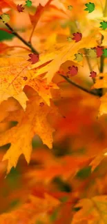 Vibrant orange and yellow autumn leaves creating a warm, natural background.