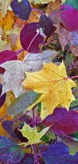 Colorful autumn leaves with vibrant hues.