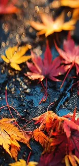 Vibrant autumn leaves on wet ground, colorful and vivid.