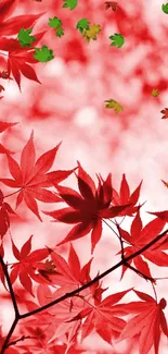 Red autumn leaves wallpaper with bokeh.