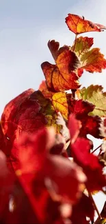 Vibrant red and orange autumn leaves against a blue sky.