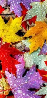 Colorful autumn leaves with raindrops on them.