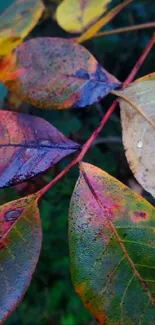 Vibrant autumn leaves with rich colors on a branch.