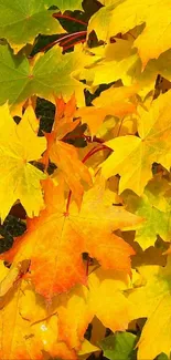 Vibrant autumn leaves in yellow hues for mobile wallpaper.