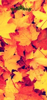 Vibrant orange and red autumn leaves pattern on smartphone wallpaper.