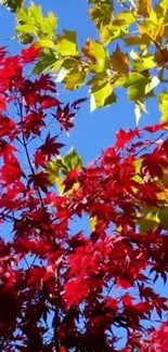 Vibrant autumn leaves with blue sky background.