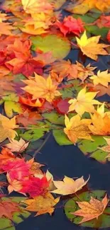 Colorful autumn leaves floating on water background.