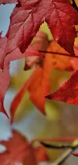 Vibrant red and orange autumn leaves wallpaper for mobile.