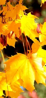 Bright yellow autumn leaves against a blurred natural background.