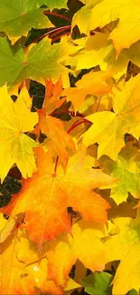 Vibrant yellow and orange autumn leaves create a stunning mobile wallpaper background.