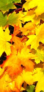 Vibrant and colorful autumn leaves in shades of yellow and orange.