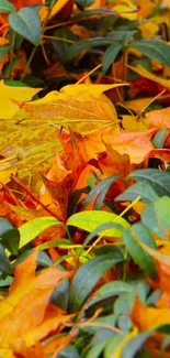 Vibrant autumn leaves with rich green foliage.