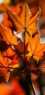 Autumn leaves with vibrant orange hues in bright sunshine.