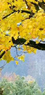 Bright yellow autumn leaves on tree branches with a serene forest background.