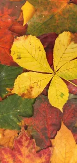 Colorful autumn leaves with dominant yellow leaf.