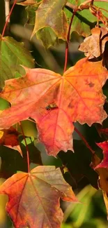 Vibrant autumn leaves in orange and green hues with a bee on a leaf.