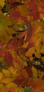 Mobile wallpaper with vivid orange, red, and yellow autumn leaves.