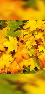 Vibrant yellow and orange autumn leaves wallpaper for mobile devices.