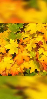 Vibrant autumn leaves wallpaper with golden hues for mobile screens.