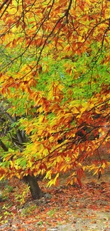 Autumn wallpaper featuring orange and green leaves on tree branches.