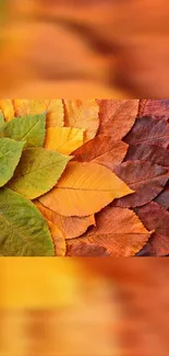 Vibrant autumn leaves pattern wallpaper