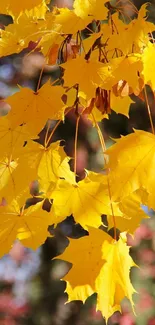 Vibrant yellow leaves set against blurred autumn background.