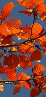 Vibrant orange autumn leaves against a clear blue sky.