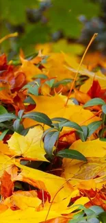 Vibrant yellow and orange autumn leaves with green accents.