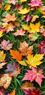 Colorful fallen autumn leaves on green grass.