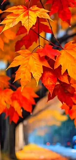 Vibrant orange and red autumn leaves on tree branches.