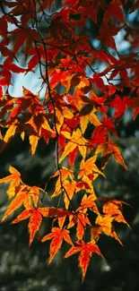 Autumn leaves with vibrant orange hues on a tree branch.