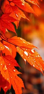 Vibrant orange autumn leaves with raindrops on a mobile wallpaper.
