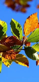 Vibrant autumn leaves against a blue sky.