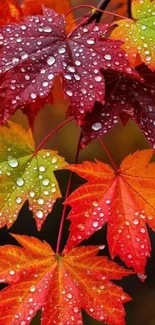 Bright autumn leaves with raindrops on a mobile wallpaper.