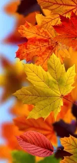 Colorful autumn leaves in vibrant fall hues against a blue sky.