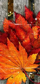 Vibrant autumn leaves on a wooden surface.