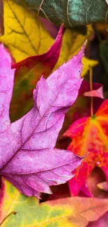 Vibrant pink and colorful autumn leaves wallpaper.