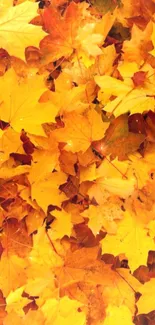 Vibrant autumn leaves in shades of orange and gold, perfect for a fall-themed wallpaper.