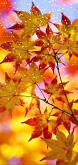 Bright orange and yellow autumn leaves against a blurred background.