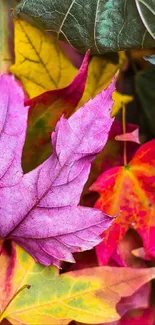 Colorful autumn leaves scattered, featuring vibrant purples and reds.